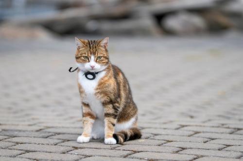 トラッカー装置をつけた猫