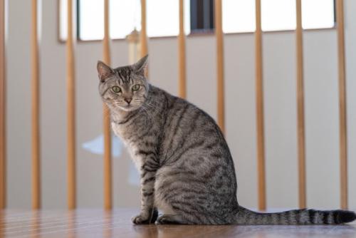 座っているサバトラ猫