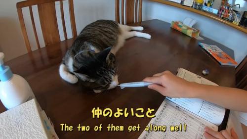 仲のよいこと