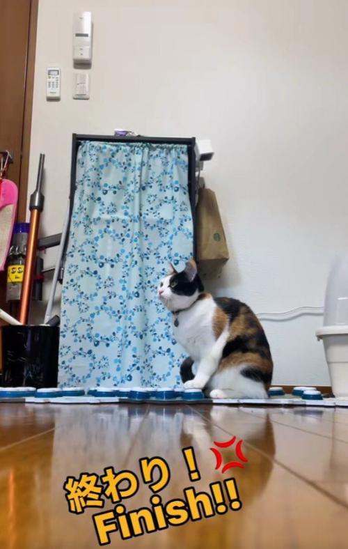 ボタンを押す猫