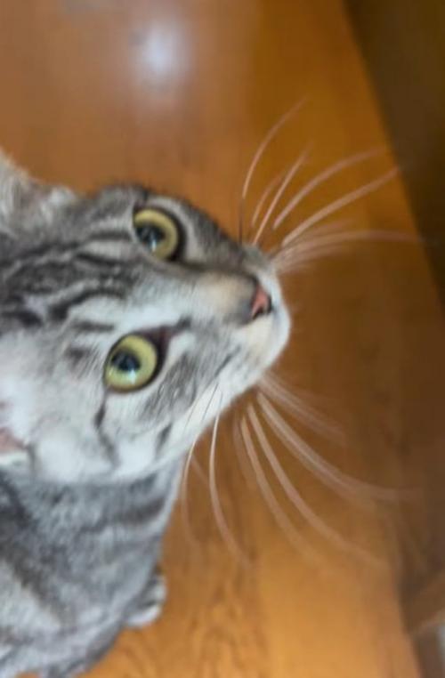 見つめる猫