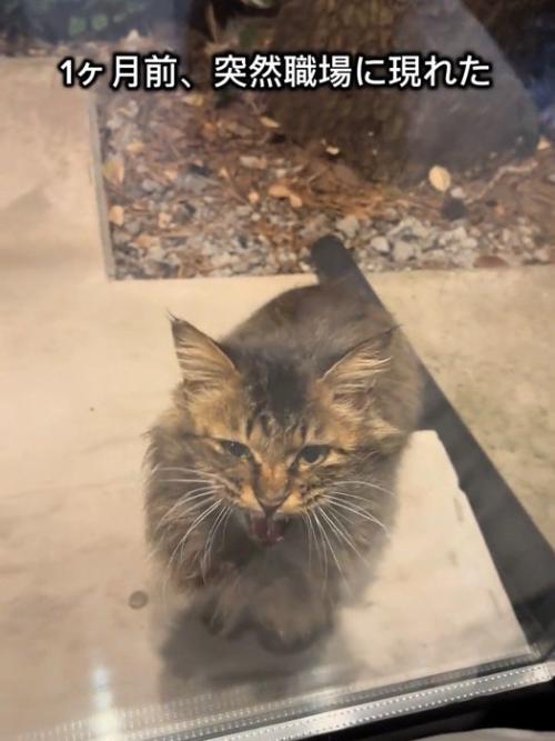 鳴いている猫