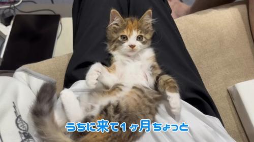テロップ「うちに来て～」