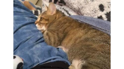 甘えている猫