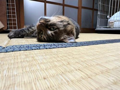 寝転ぶ猫