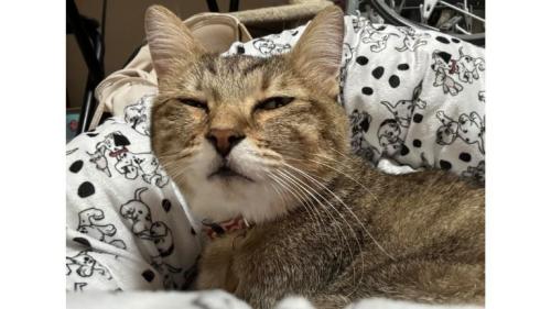 室内にいる猫