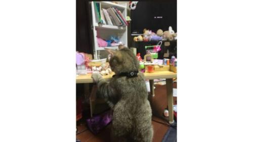 室内にいる猫