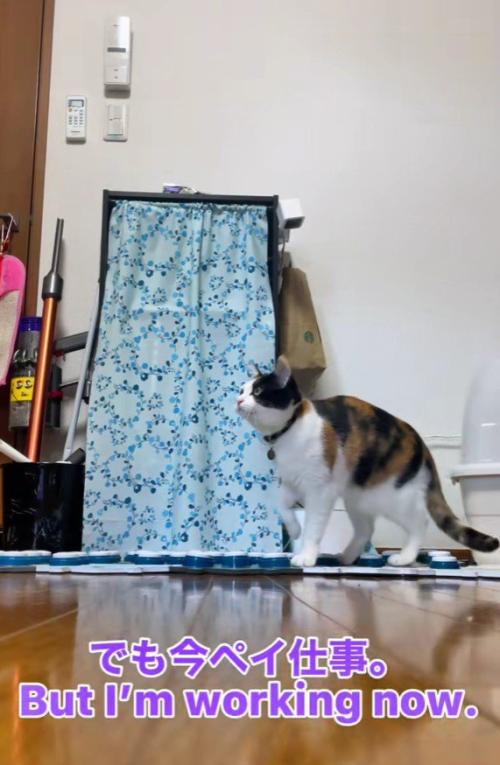 立ち尽くす猫