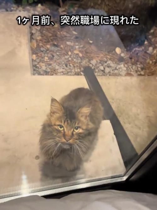 見上げる猫