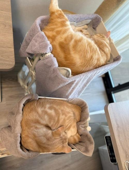 眠る茶トラ2匹