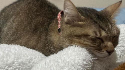 室内にいる猫