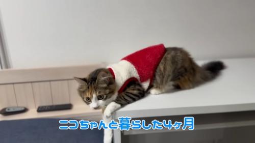 テロップ「ニコちゃんと暮らした4ヵ月」