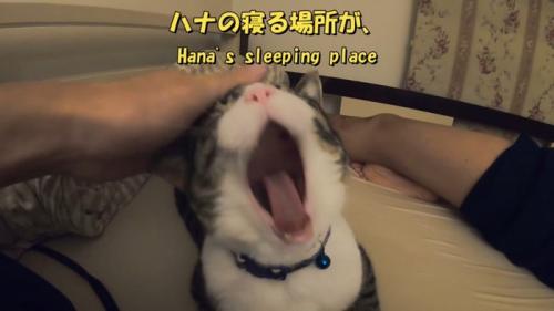 あくび