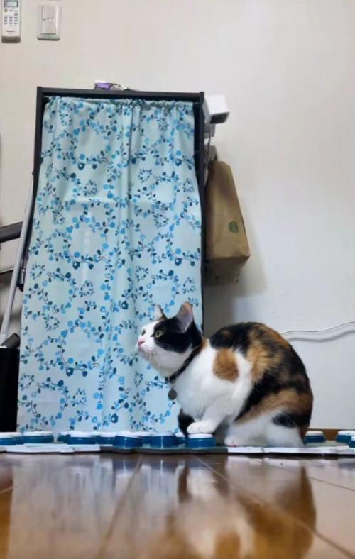座り込む猫