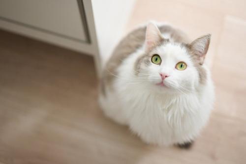 上を見上げる猫
