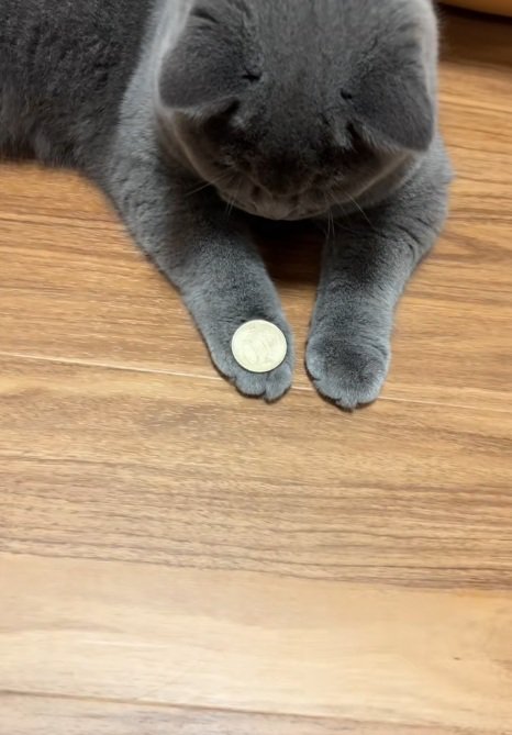 手の甲にコインを乗せているブリティッシュショートヘア