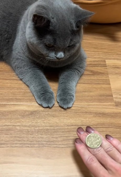 手の甲に乗せているコインを見ているブリティッシュショートヘア