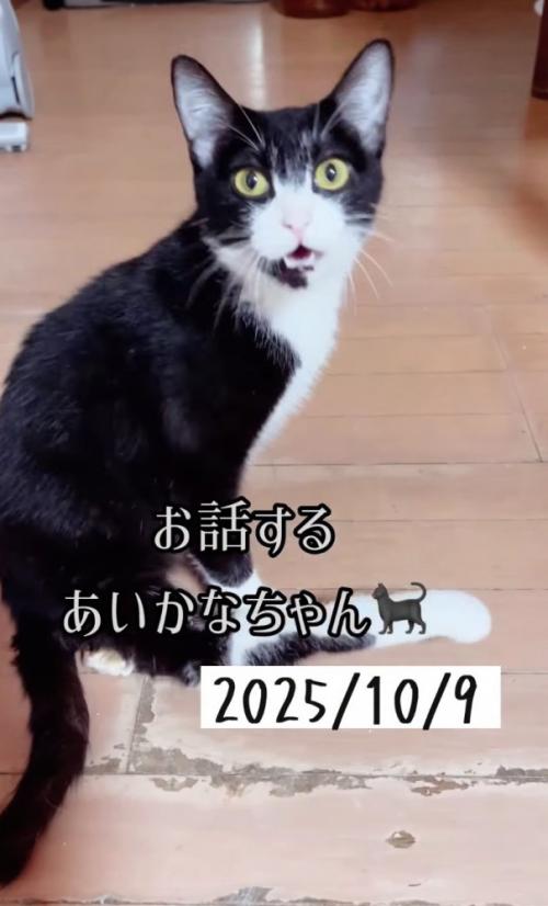 おしゃべりするあいかなちゃん