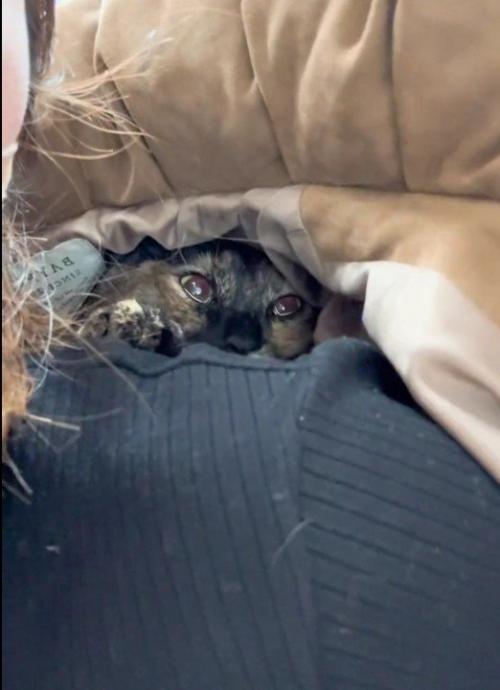 人の服の中に隠れている猫