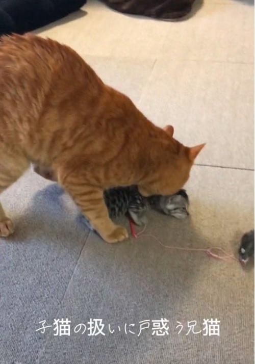 子猫の首元を噛んでいる大人の猫