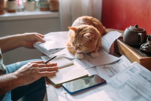 入金作業を見守る猫