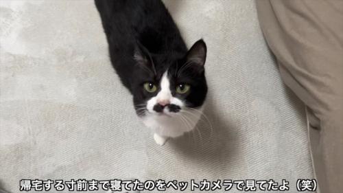 見上げるくろまめちゃん
