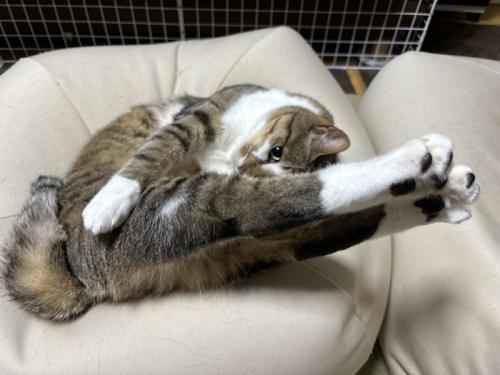 体を曲げてまるで飛び込みのような姿で伸びる猫