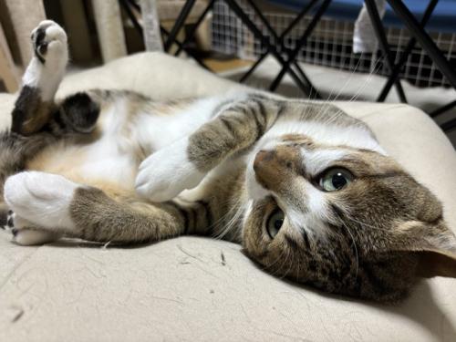 へそ天する猫
