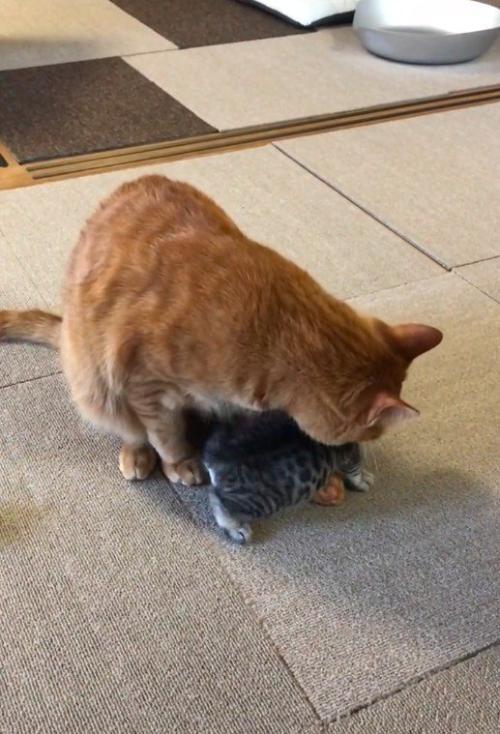 大人の猫の足元に入り込んでいる子猫