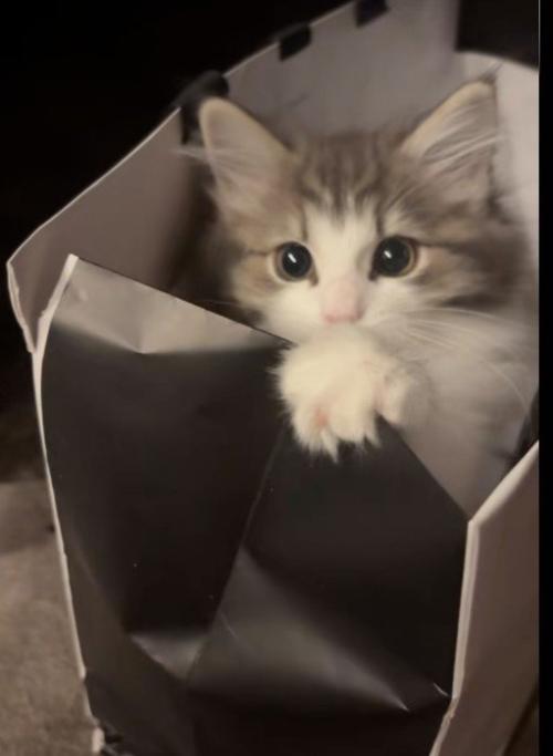 紙袋の中に入っている子猫
