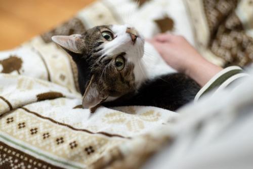 振り向く猫