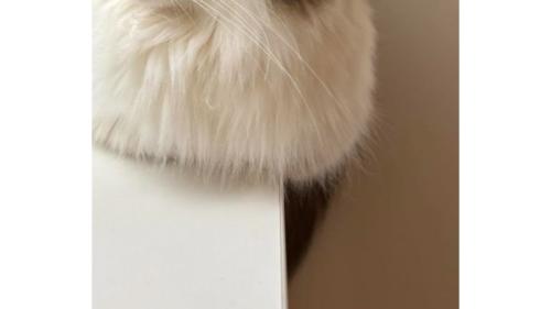 猫の足