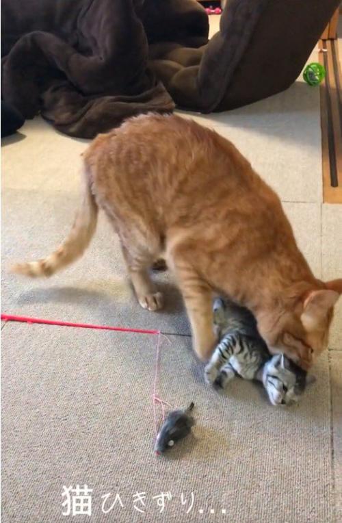 子猫の首元を噛んでいる大人の猫