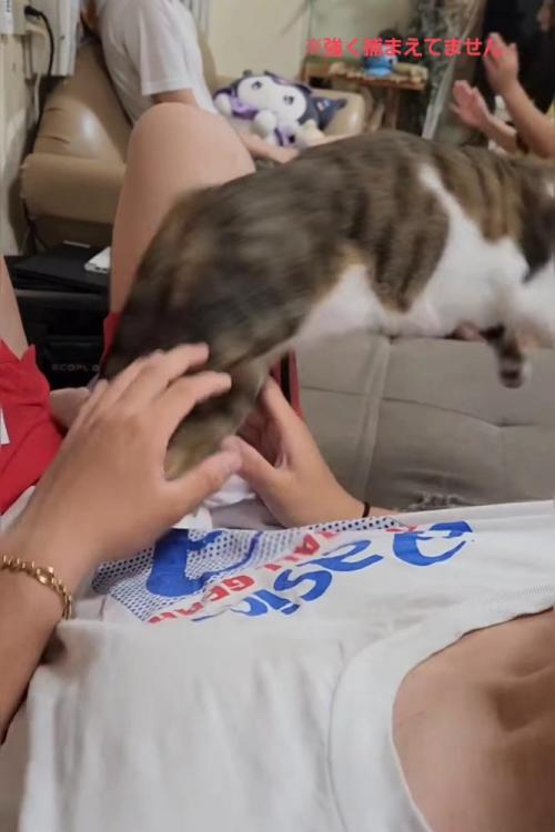逃げる猫