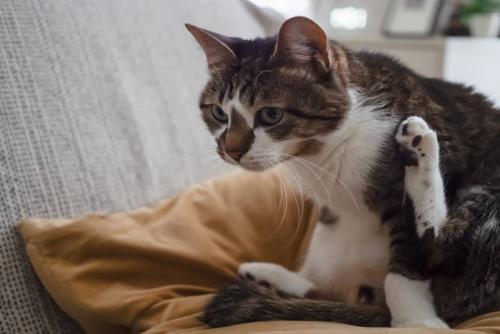 毛づくろいをする猫