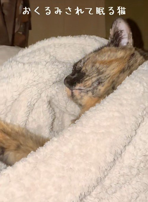 毛布にくるまれて寝ている猫