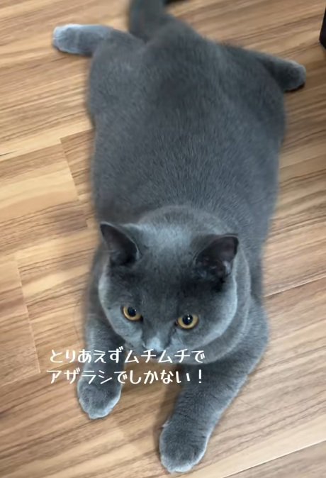 床にふせをしているブリティッシュショートヘア