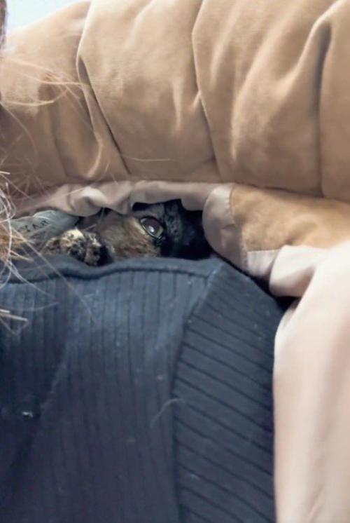 人の服の中に隠れている猫