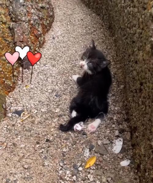 振り返る子猫