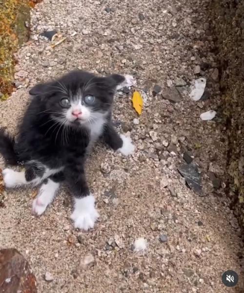 警戒する子猫