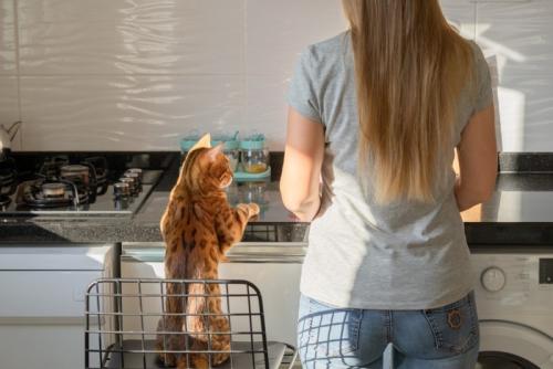 調理中の女性を見守る猫