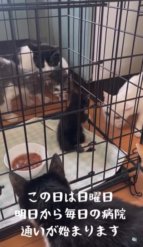 柵に前足をかける子猫