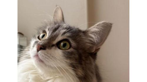 猫の顔