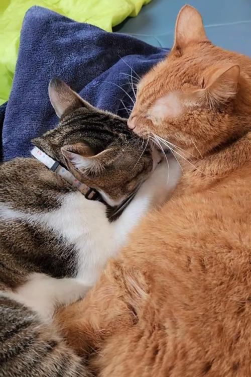 2匹の猫