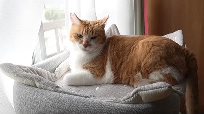 ベッドでくつろぐ元野良猫のチャチャ君