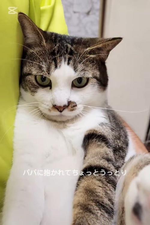 抱っこされ前を見る猫