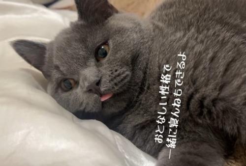 布団に寝て舌をだしているブリティッシュショートヘア