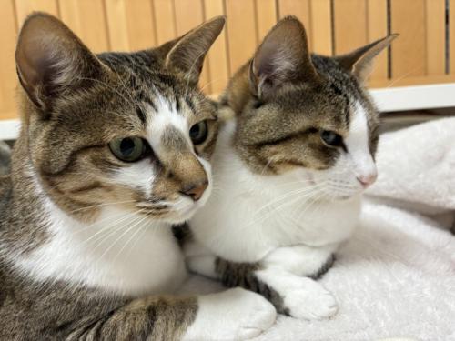並んで座る2匹の猫