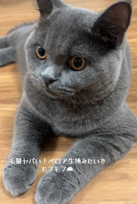 ブリティッシュショートヘアの顔のドアップ