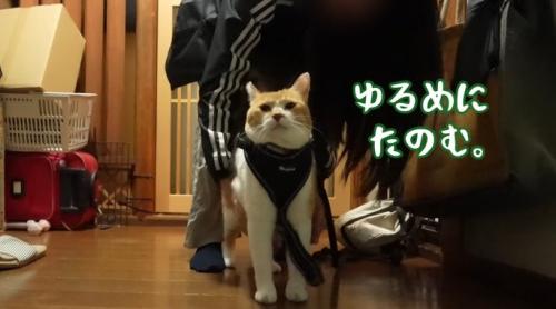 ハーネスをつけたチャチャ君